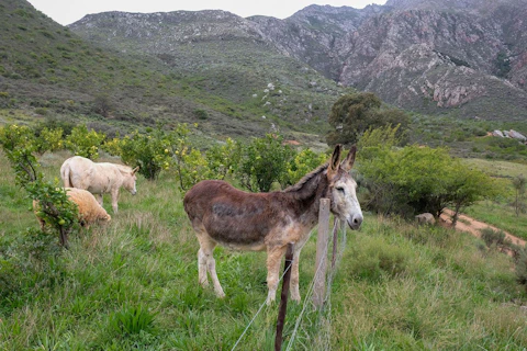 Tierhoek Organic Farm and Cottages Donkeys