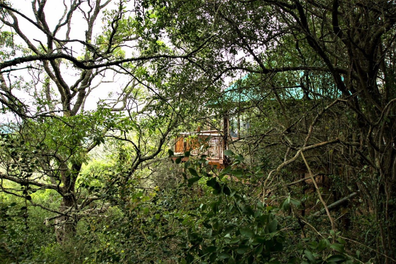 Teniqua Treetops Forest