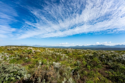 Simbavati Fynbos on Sea Setting