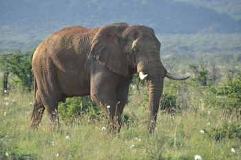 Motswiri Private Safari Lodge Elephant