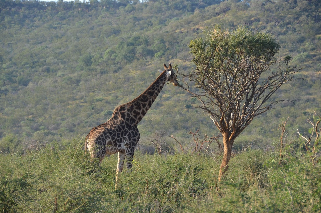 Motswiri Private Safari Lodge Giraffe