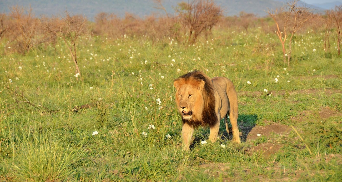 Motswiri Private Safari Lodge Lion