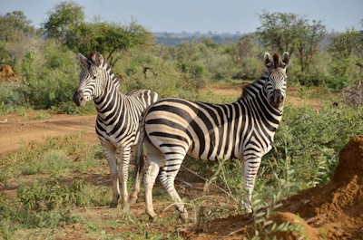 Motswiri Private Safari Lodge Zebra