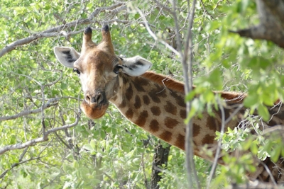 Magari Safari Lodge Giraffe