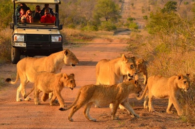 Hoyo Hoyo Safari Lodge Lions