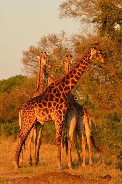 Hoyo Hoyo Safari Lodge Giraffes