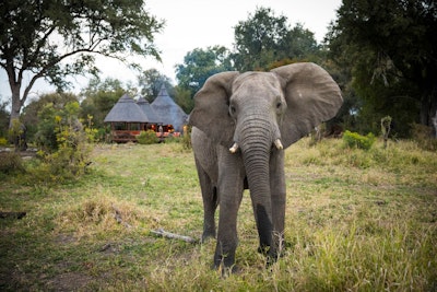 Hoyo Hoyo Safari Lodge Elephant