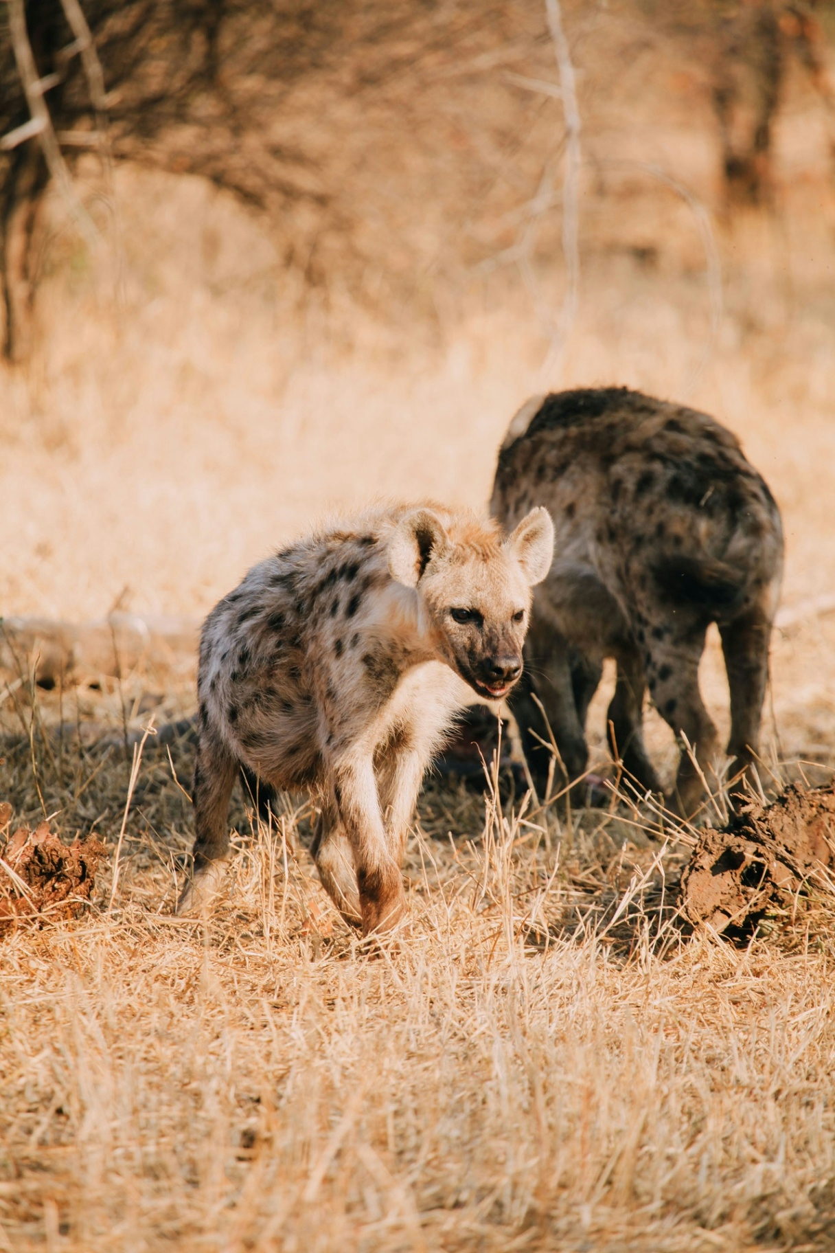 Hyenas