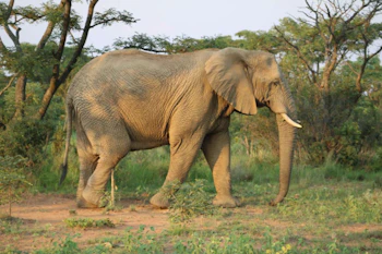 Bontle Lodge Elephant