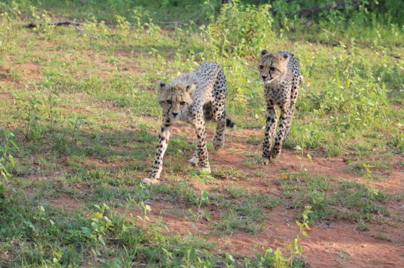 Bontle Lodge Cheetahs