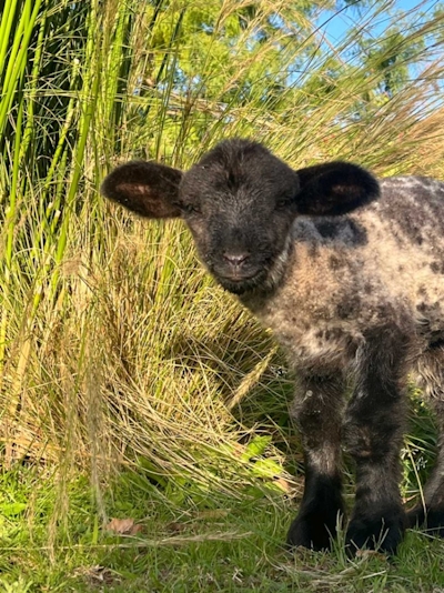 Camissa Farm Calf