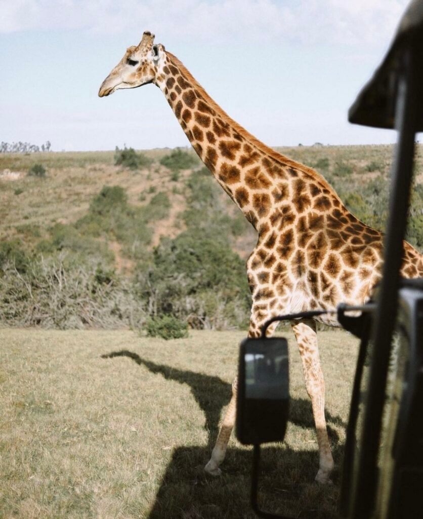 Giraffe viewing in Plettenberg Bay Game Reserve, Western Cape 