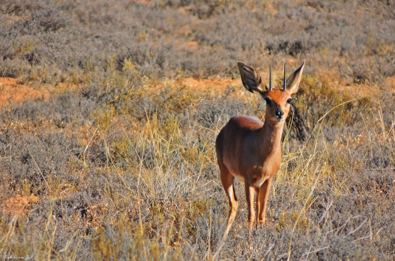 Kagga Kamma Nature Reserve Plains Game