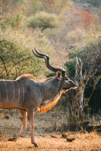 A Kudu