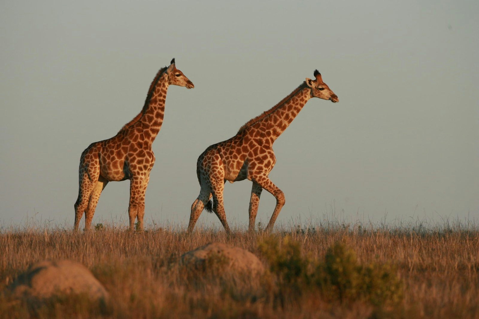 Lalibela Game Reserve Mills Manor Giraffes