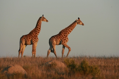 Lalibela Game Reserve Mills Manor Giraffes