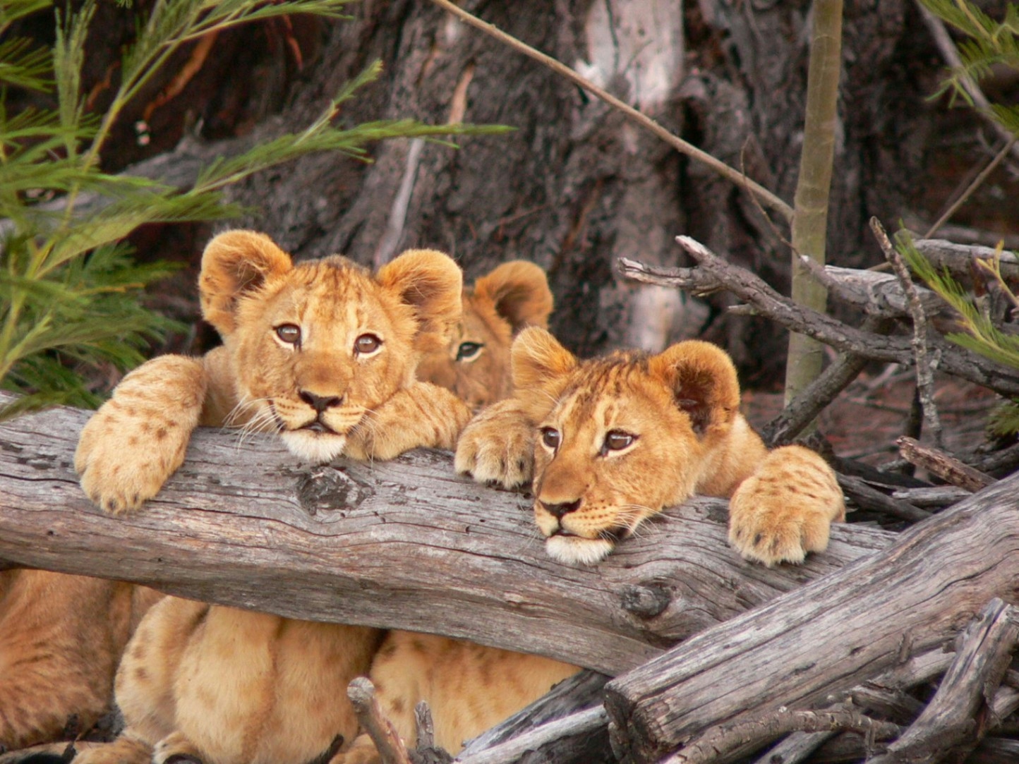 Lalibela Game Reserve Mills Manor Lions