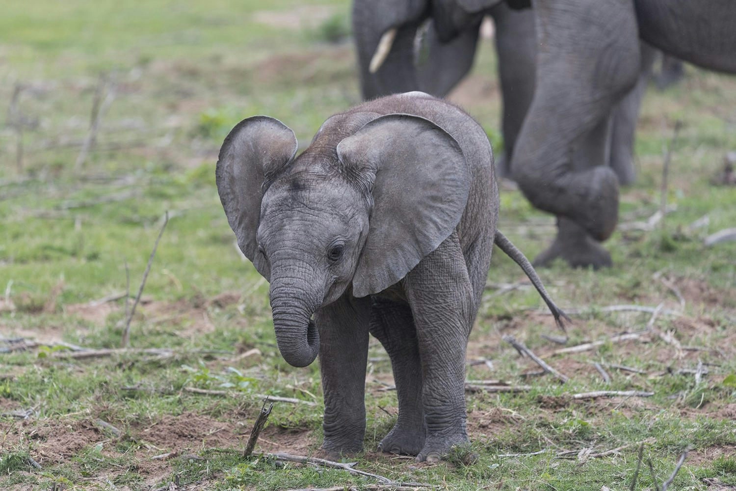 Lalibela Game Reserve Mills Manor Elephant