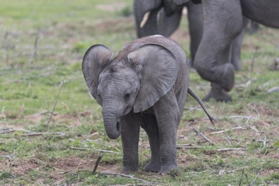 Lalibela Game Reserve Mills Manor Elephant