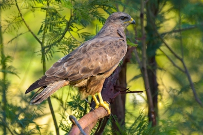 Lalibela Game Reserve Mills Manor Eagle