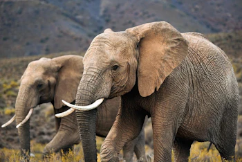 Mont Eco Game Reserve Elephant