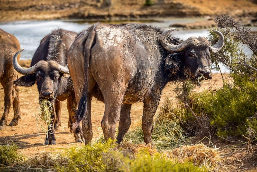 Mont Eco Game Reserve Buffalo