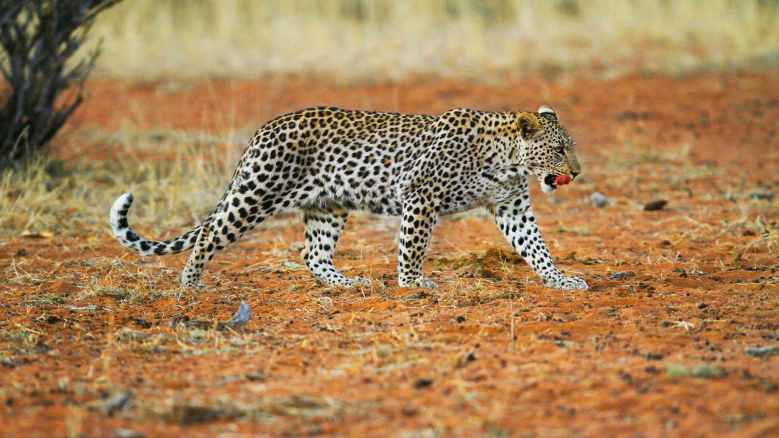 Tswalu Motse Camp Leopard