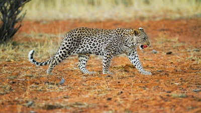 Tswalu Motse Camp Leopard