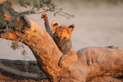 Tswalu Motse Camp Lion Cub