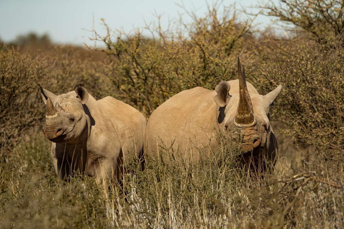 Tswalu Loapi Tented Camp Rhinos