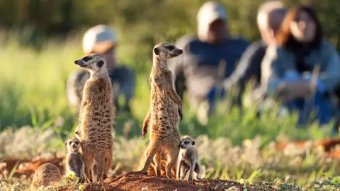 Tswalu Loapi Tented Camp Meerkats