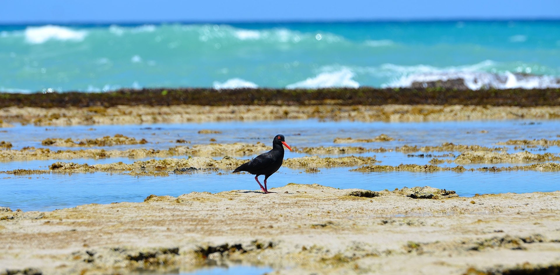 Morukuru Beach Lodge Marine Life