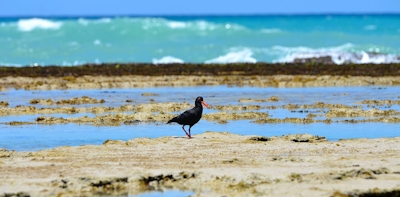 Morukuru Beach Lodge Marine Life