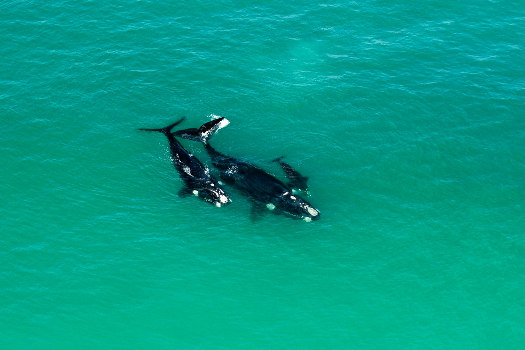 Morukuru Beach Lodge Whales