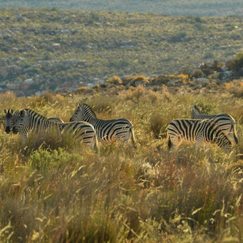Kagga Kamma Nature Reserve Zebra