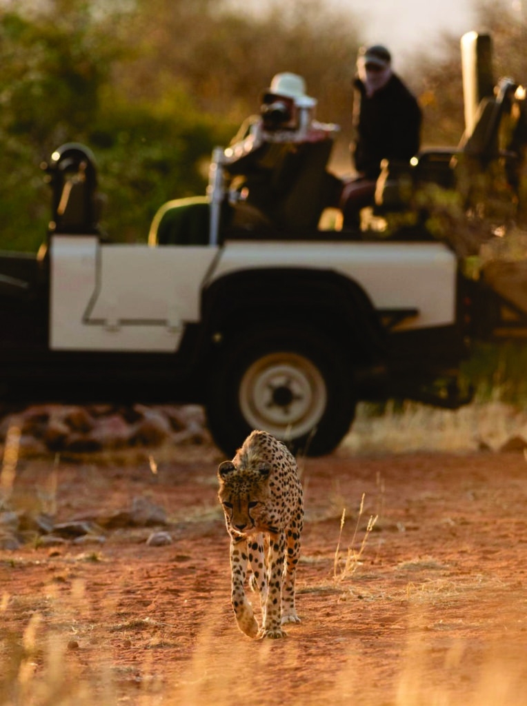 Tswalu Loapi Tented Camp Cheetah