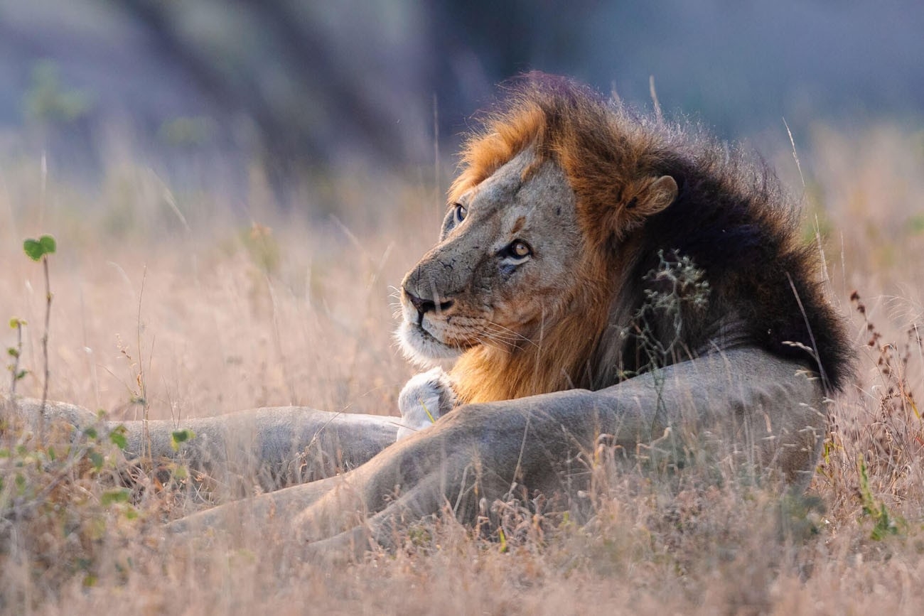 Rhino Ridge Safari Lodge Lion