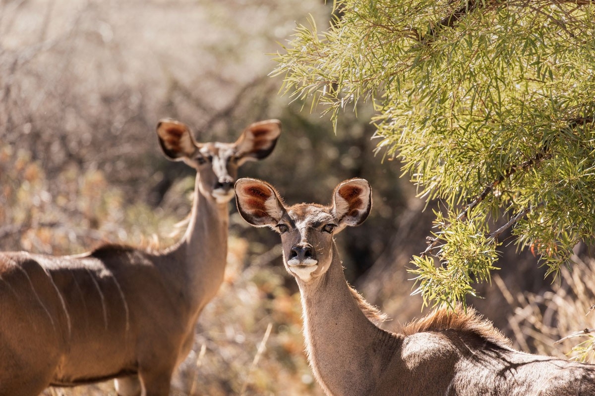 Roam Safari Lodge Kudu