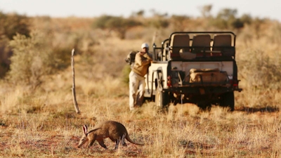 Tswalu Motse Camp Game Drives