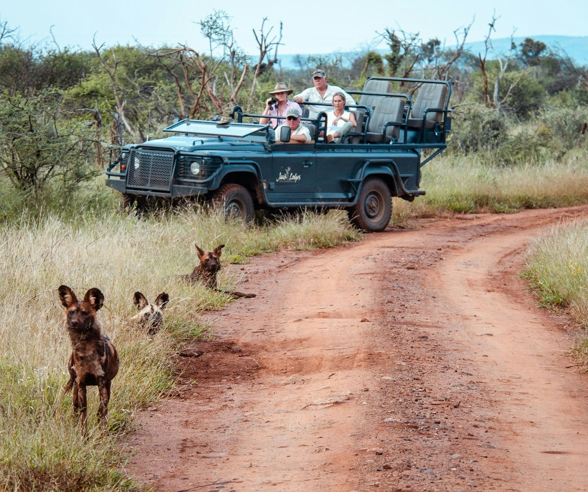 Jaci's Tree Lodge Wild Dogs