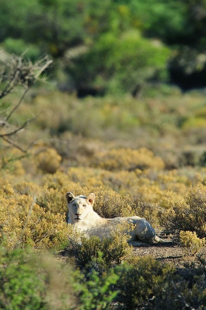 Gondwana Family Lodge at Sanbona Wildlife Reserve White Lion