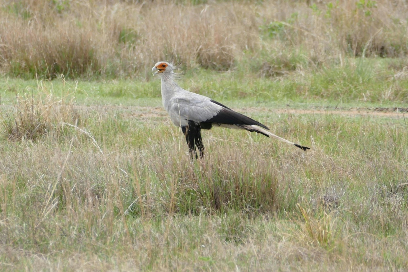 Magari Safari Lodge Birdlife