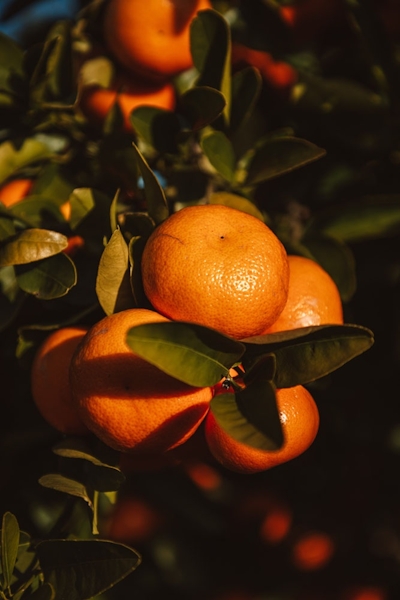 Solace Eco Cabins Cederberg Oranges