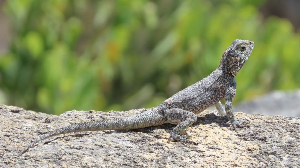 GlenDonald Trout Pod Lizard