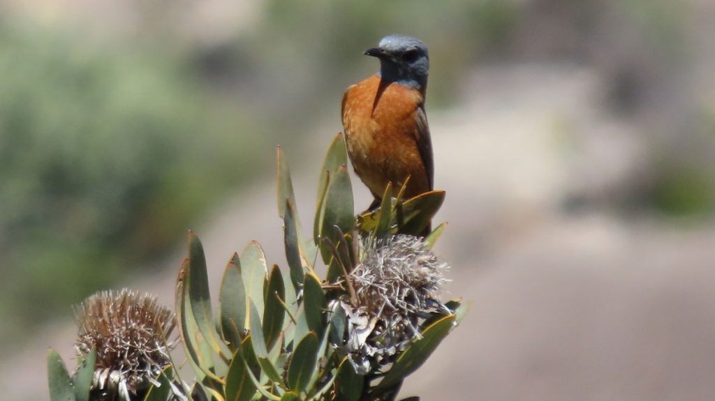 GlenDonald Trout Pod Birdlife