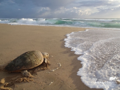 Thonga Beach Lodge Wildlife