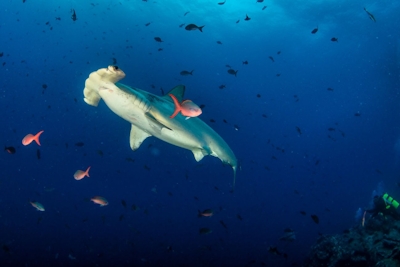 Thonga Beach Lodge Marine Life