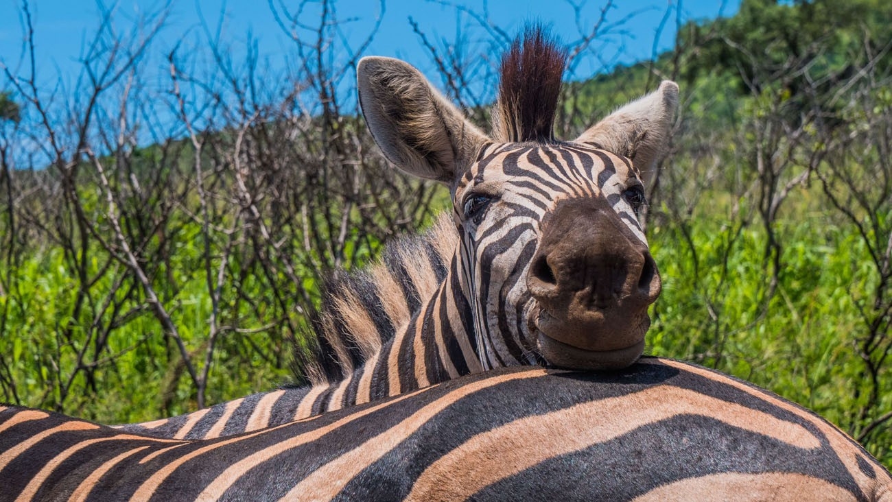 Hluhluwe Bush Camp Zebra