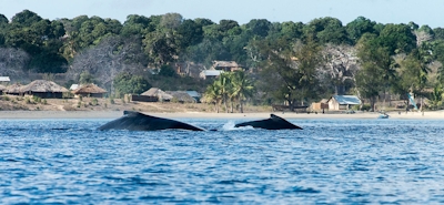 Nuarro Lodge Whales