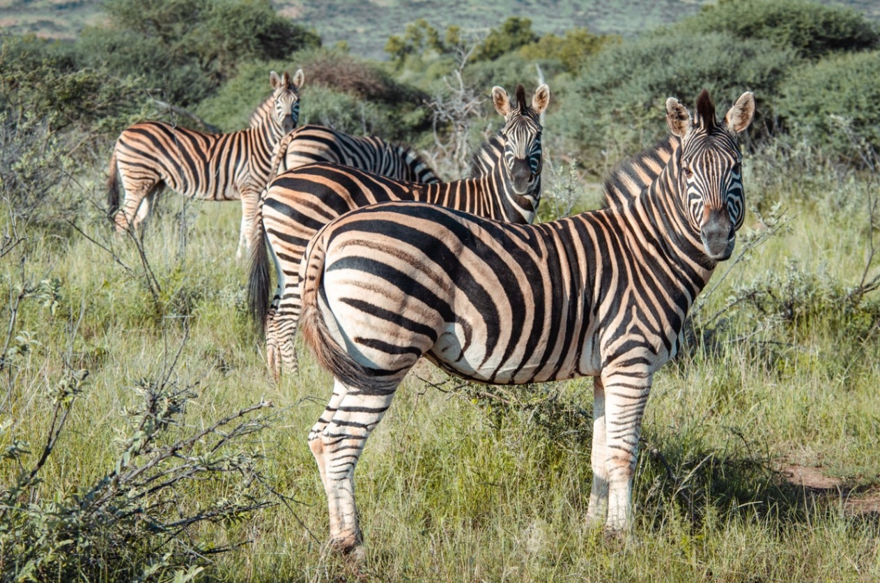 Jaci's Madikwe House Zebra